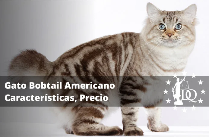 Gato Bobtail Americano